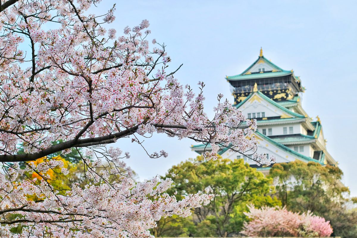 beautiful blooming blossom 1440476